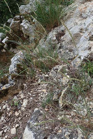 Koeleria pyramidata \ Pyramiden-Kammschmiele / Pyramidal Hair Grass, D Beuron 26.6.2018