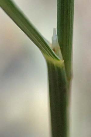 Koeleria pyramidata \ Pyramiden-Kammschmiele / Pyramidal Hair Grass, D Beuron 26.6.2018