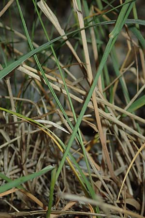 Koeleria pyramidata \ Pyramiden-Kammschmiele / Pyramidal Hair Grass, D Beuron 26.6.2018