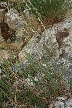 Koeleria pyramidata \ Pyramiden-Kammschmiele / Pyramidal Hair Grass, D Beuron 26.6.2018
