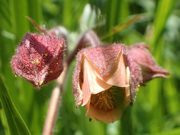 Geum rivale \ Bach-Nelkenwurz / Water Avens, D Schwaigen-Hinterbraunau 2.5.2019
