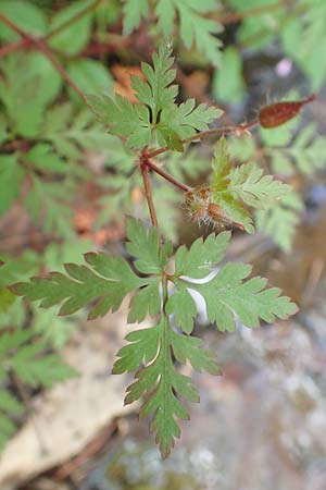 Geranium robertianum \ Stinkender Storchschnabel, Ruprechtskraut / Herb Robert, D Odenwald, Hammelbach 26.5.2019