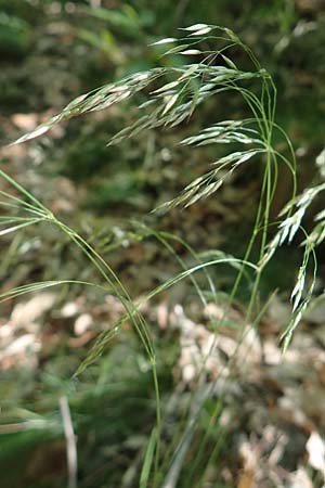 Deschampsia flexuosa \ Draht-Schmiele / Wavy Hair Grass, D Neustadt an der Weinstra&szlig;e 2.6.2019