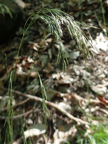Deschampsia flexuosa \ Draht-Schmiele / Wavy Hair Grass, D Neustadt an der Weinstra&szlig;e 2.6.2019
