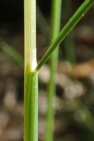 Deschampsia flexuosa \ Draht-Schmiele / Wavy Hair Grass, D Neustadt an der Weinstra&szlig;e 2.6.2019