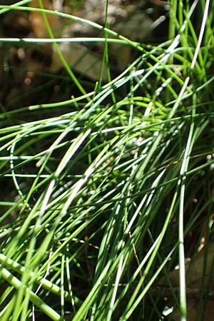 Deschampsia flexuosa \ Draht-Schmiele / Wavy Hair Grass, D Neustadt an der Weinstra&szlig;e 2.6.2019