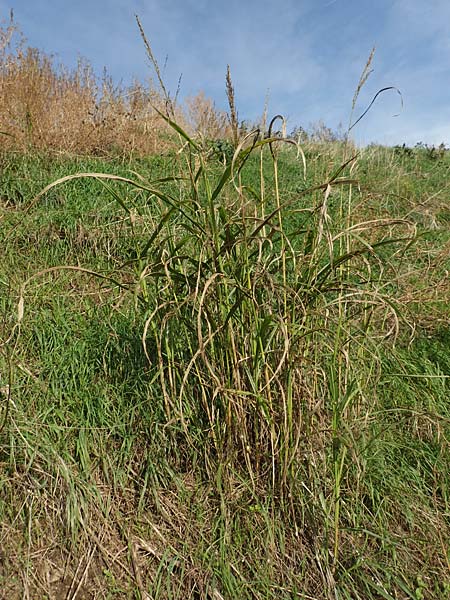 Sorghum halepense \ Aleppo-Mohrenhirse / Johnson Grass, D Mannheim 24.10.2019