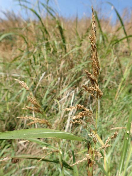Sorghum halepense \ Aleppo-Mohrenhirse / Johnson Grass, D Mannheim 24.10.2019
