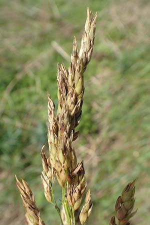 Sorghum halepense \ Aleppo-Mohrenhirse / Johnson Grass, D Mannheim 24.10.2019
