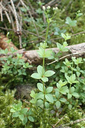 Galium rotundifolium \ Rundbl�ttriges Labkraut / Round-Leaved Bedstraw, D Attendorn-Albringhausen 12.6.2020