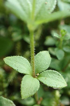 Galium rotundifolium \ Rundbl�ttriges Labkraut / Round-Leaved Bedstraw, D Attendorn-Albringhausen 12.6.2020