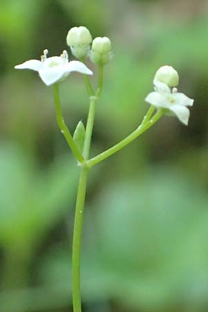 Galium rotundifolium \ Rundbl�ttriges Labkraut / Round-Leaved Bedstraw, D Attendorn-Albringhausen 12.6.2020