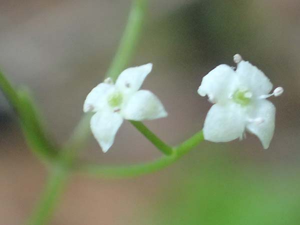 Galium rotundifolium \ Rundbl�ttriges Labkraut / Round-Leaved Bedstraw, D Attendorn-Albringhausen 12.6.2020