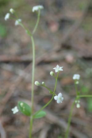 Galium rotundifolium \ Rundbl�ttriges Labkraut / Round-Leaved Bedstraw, D Attendorn-Albringhausen 12.6.2020