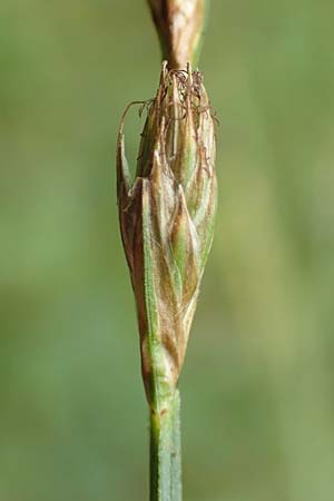 Danthonia decumbens \ T�uschender Dreizahn / Common Heath Grass, D Hunsr&uuml;ck, B&ouml;rfink 18.7.2020