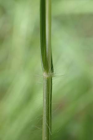 Danthonia decumbens \ T�uschender Dreizahn / Common Heath Grass, D Hunsr&uuml;ck, B&ouml;rfink 18.7.2020