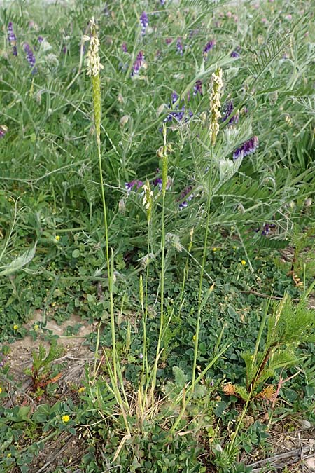 Alopecurus pratensis \ Wiesen-Fuchsschwanz / Meadow Foxtail, D Mannheim 27.4.2022