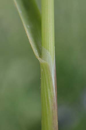 Alopecurus pratensis \ Wiesen-Fuchsschwanz / Meadow Foxtail, D Mannheim 27.4.2022
