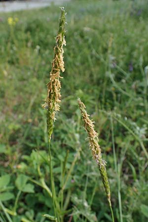 Alopecurus pratensis \ Wiesen-Fuchsschwanz / Meadow Foxtail, D Mannheim 27.4.2022