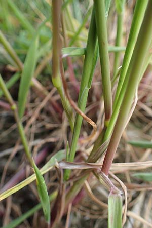 Alopecurus pratensis \ Wiesen-Fuchsschwanz / Meadow Foxtail, D Mannheim 27.4.2022