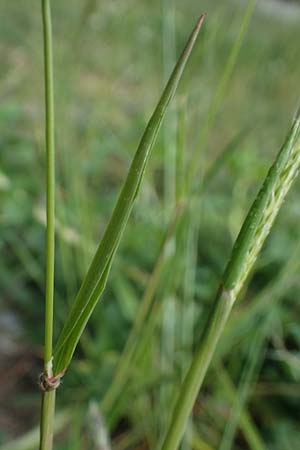 Alopecurus pratensis \ Wiesen-Fuchsschwanz / Meadow Foxtail, D Mannheim 27.4.2022