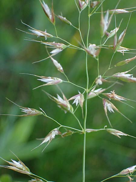 Arrhenatherum elatius \ Gew�hnlicher Glatthafer / Bulbous Oat Grass, Tall Oat Grass, D Mannheim 27.4.2022