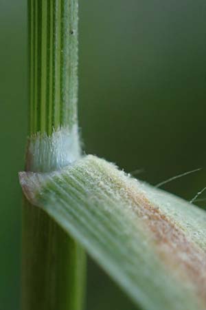 Arrhenatherum elatius \ Gew�hnlicher Glatthafer / Bulbous Oat Grass, Tall Oat Grass, D Mannheim 27.4.2022