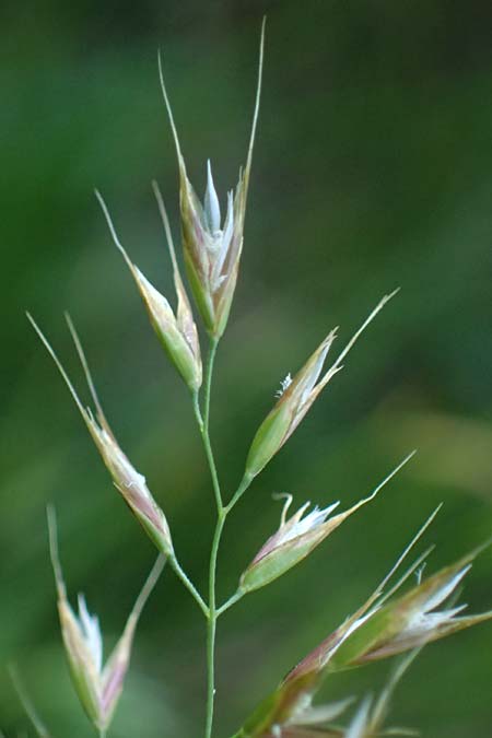 Arrhenatherum elatius \ Gew�hnlicher Glatthafer / Bulbous Oat Grass, Tall Oat Grass, D Mannheim 27.4.2022