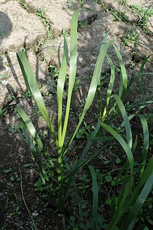 Glyceria maxima \ Wasser-Schwaden / Reed Manna Grass, Reed Sweet Grass, D R&ouml;merberg 30.8.2022