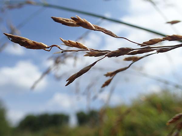 Glyceria maxima \ Wasser-Schwaden / Reed Manna Grass, Reed Sweet Grass, D R&ouml;merberg 30.8.2022