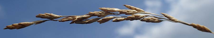 Glyceria maxima \ Wasser-Schwaden / Reed Manna Grass, Reed Sweet Grass, D R&ouml;merberg 30.8.2022