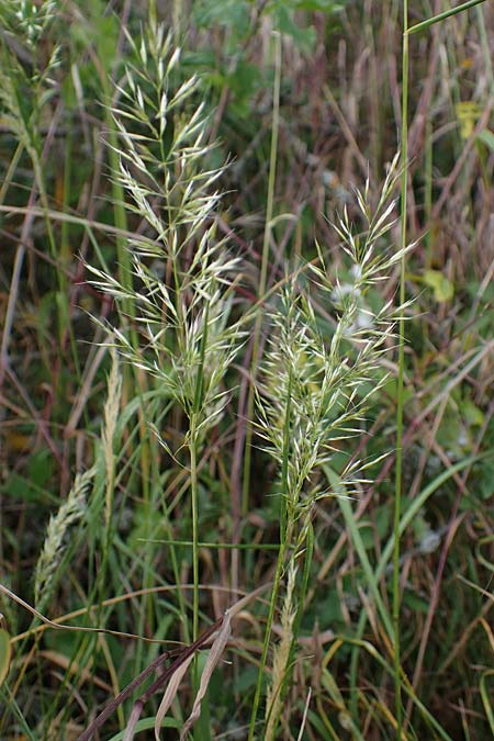 Trisetum flavescens \ Wiesen-Goldhafer / Yellow Oat Grass, D Th&uuml;ringen, Bottendorf 13.6.2023
