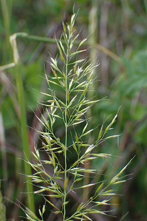 Trisetum flavescens \ Wiesen-Goldhafer / Yellow Oat Grass, D Th&uuml;ringen, Bottendorf 13.6.2023