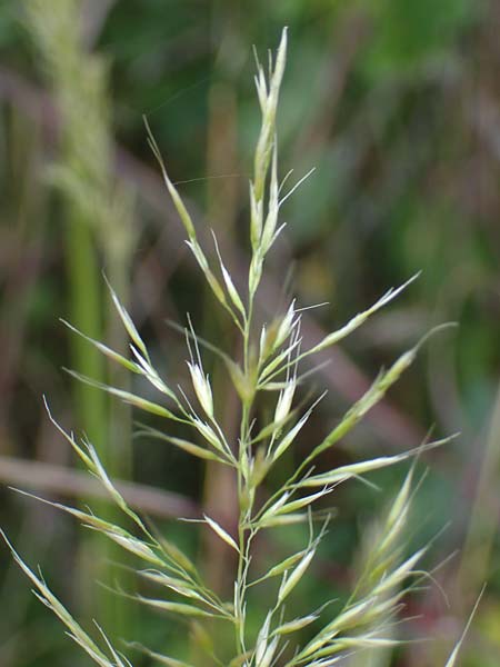 Trisetum flavescens \ Wiesen-Goldhafer / Yellow Oat Grass, D Th&uuml;ringen, Bottendorf 13.6.2023