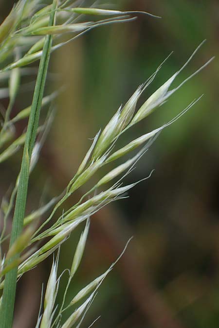 Trisetum flavescens \ Wiesen-Goldhafer / Yellow Oat Grass, D Th&uuml;ringen, Bottendorf 13.6.2023