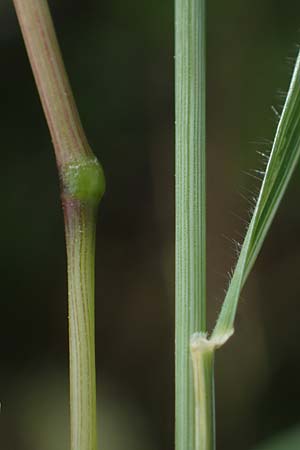 Trisetum flavescens \ Wiesen-Goldhafer / Yellow Oat Grass, D Th&uuml;ringen, Bottendorf 13.6.2023