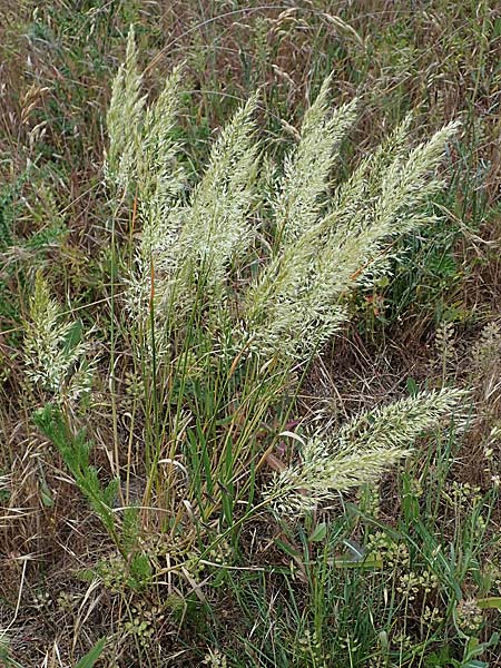Trisetum flavescens \ Wiesen-Goldhafer / Yellow Oat Grass, D Th&uuml;ringen, Tunzenhausen 14.6.2023