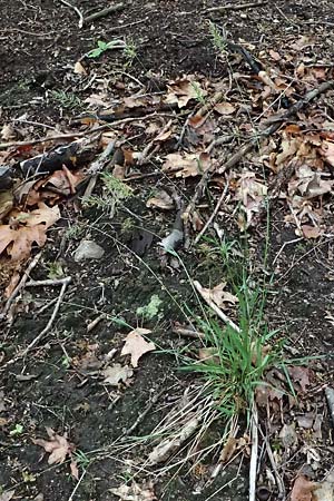 Anthoxanthum odoratum \ Gew�hnliches Ruch-Gras / Sweet Vernal Grass, D Zwingenberg an der Bergstra&szlig;e 4.5.2025