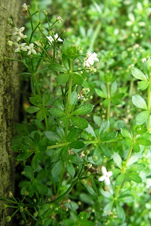Galium saxatile \ Felsen-Labkraut, Harzer Labkraut / Heath Bedstraw, D Schwarzwald/Black-Forest, Feldberg 18.8.2007