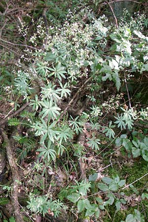 Galium sylvaticum \ Wald-Labkraut / Wood Bedstraw, D Kellenbach 7.7.2008