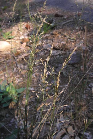 Poa trivialis \ Gew�hnliches Rispengras / Rough Blue Grass, D Eberbach 23.7.2012