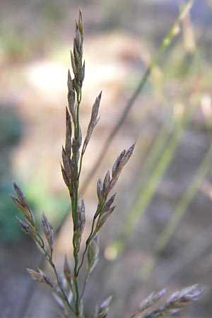 Poa trivialis \ Gew�hnliches Rispengras / Rough Blue Grass, D Eberbach 23.7.2012