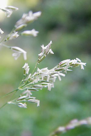 Poa trivialis \ Gew�hnliches Rispengras / Rough Blue Grass, D Eberbach 23.7.2012