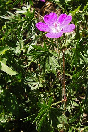 Geranium sanguineum \ Blut-Storchschnabel, Blutroter Storchschnabel / Bloody Crane's-Bill, D Hemsbach 18.5.2015
