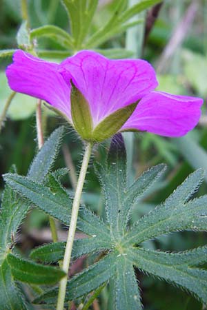 Geranium sanguineum \ Blut-Storchschnabel, Blutroter Storchschnabel / Bloody Crane's-Bill, D Hemsbach 18.5.2015