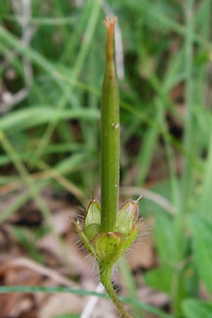 Geranium sanguineum \ Blut-Storchschnabel, Blutroter Storchschnabel / Bloody Crane's-Bill, D T&uuml;bingen 20.6.2015