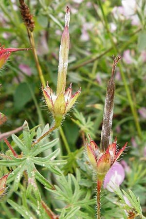 Geranium sanguineum \ Blut-Storchschnabel, Blutroter Storchschnabel / Bloody Crane's-Bill, D T&uuml;bingen 20.6.2015