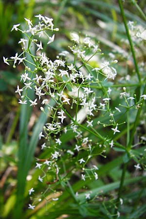 Galium sylvaticum \ Wald-Labkraut / Wood Bedstraw, D Me&szlig;stetten-Unterdigisheim (Schw&auml;b. Alb) 11.7.2015