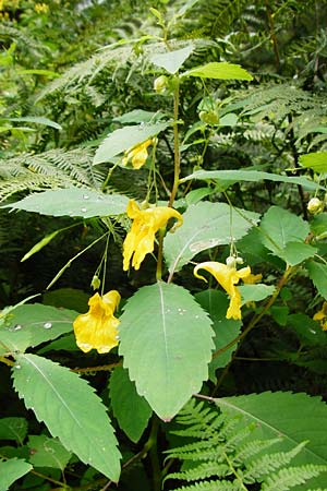 Impatiens noli-tangere \ Echtes Springkraut, R�hrmichnichtan / Touch me not, D Schwarzwald/Black-Forest, Kniebis 5.8.2015