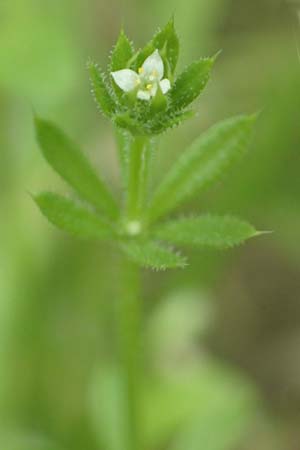 Galium spurium \ Kleinfr�chtiges Kletten-Labkraut / False Cleavers, D Tiefenbronn 26.6.2016